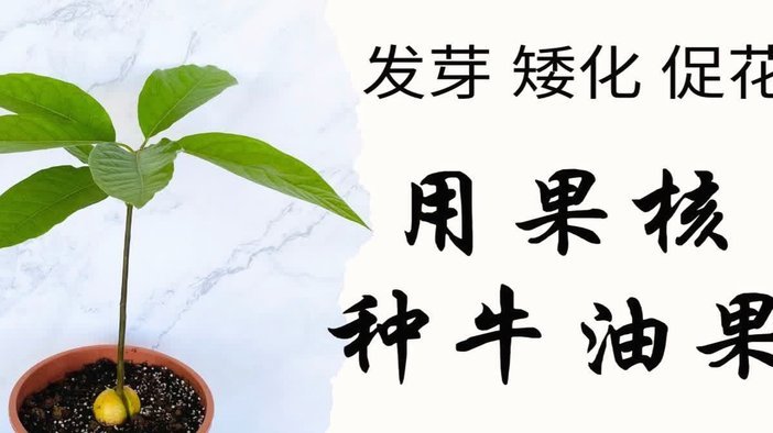额度的战略使用指南