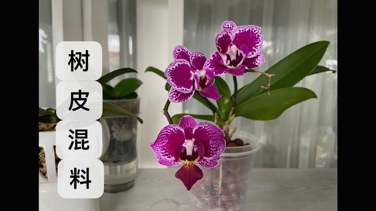 花呗套用：隐藏的信用陷阱