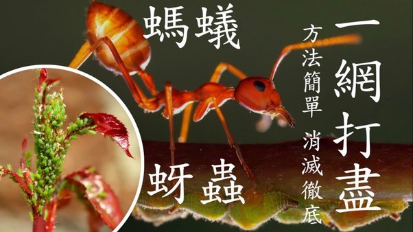 蚂蚁花呗来自哪个平台？揭秘其背后的故事