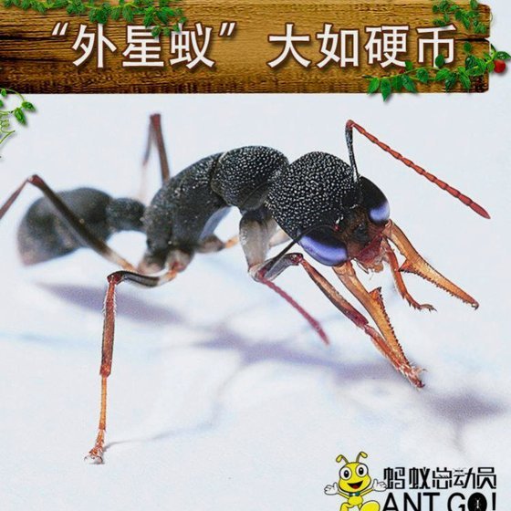 蚂蚁花呗出自哪个平台
