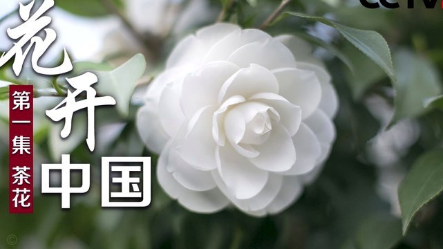 花呗现在情况 平台怎么样