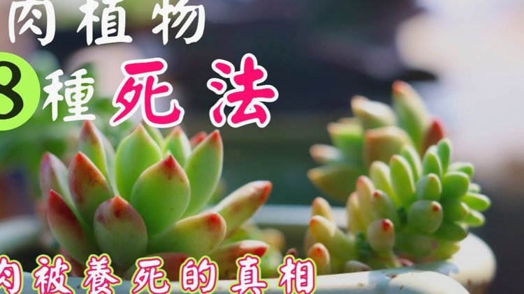 携程“拿去花”提现受阻背后的资金流动难题解析