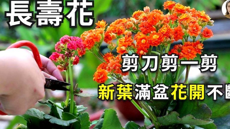 花呗提现失败怎么办？深度解析平台的风控逻辑与解决方案