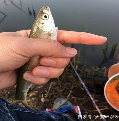 白条怎么用才能省心又放心