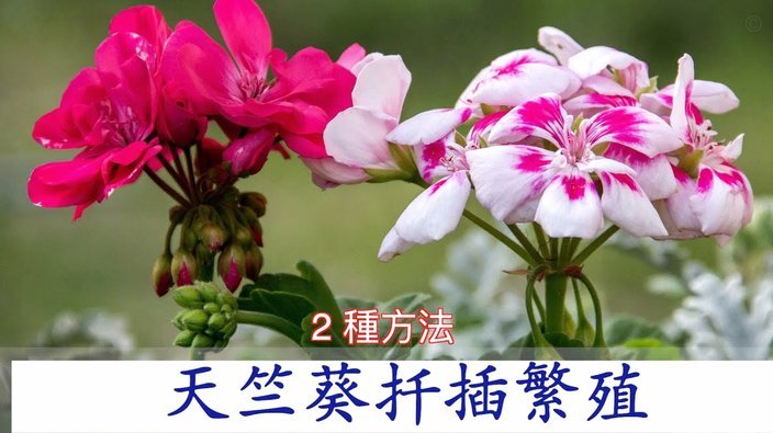 如何有效投诉花呗平台？官方渠道选择与法律维权指南