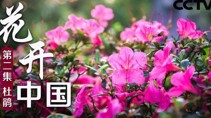 套花呗：真的能赚钱吗？